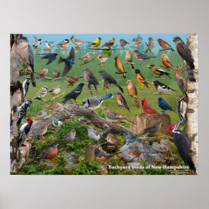 Backyard Birds of New Hampshire Poster