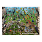 Backyard Birds of North Carolina