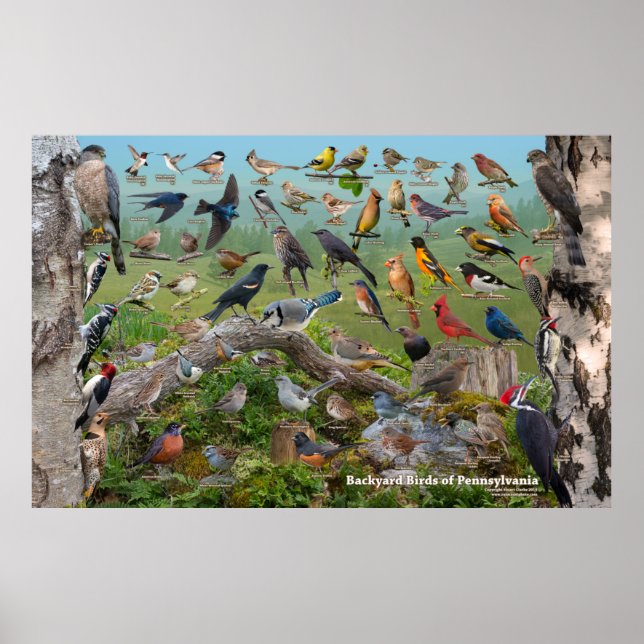 Backyard Birds of Pennsylvania Custom SIze Poster (Front)
