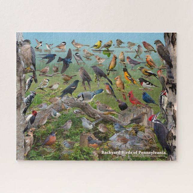 Backyard Birds of Pennsylvania Jigsaw Puzzle (Horizontal)