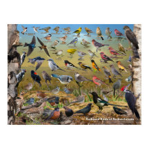 Backyard Birds of Saskatchewan Poster