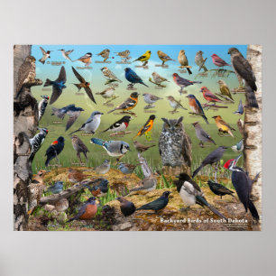 Backyard Birds of South Dakota Poster