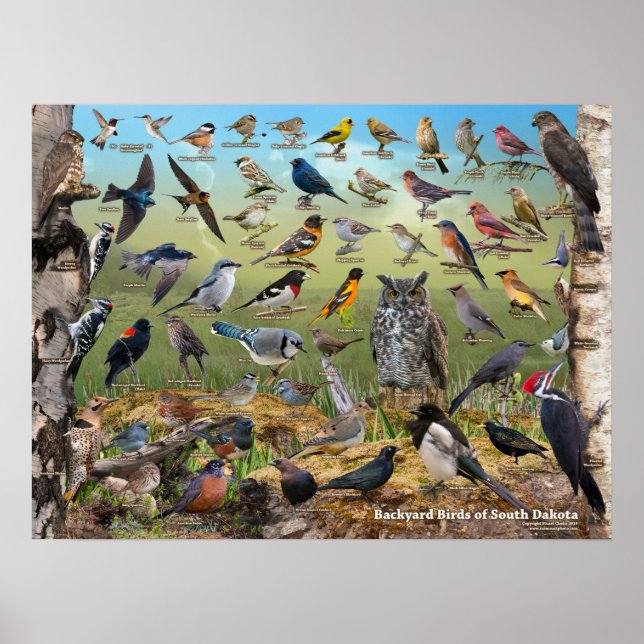 Backyard Birds of South Dakota Poster (Front)