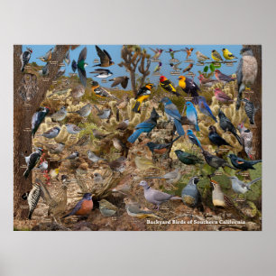 Backyard Birds of Southern California Poster