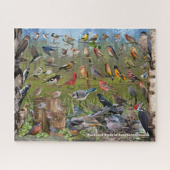 Backyard Birds of Southern Ontario Jigsaw Puzzle (Horizontal)