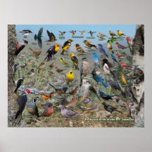 Backyard Birds of the BC Interior