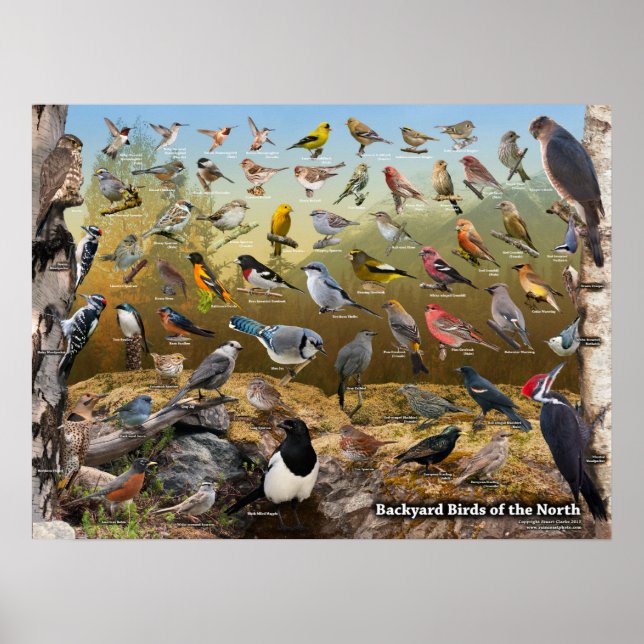 Backyard Birds of the North Poster (Front)
