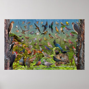 Backyard Birds of the West Large Poster