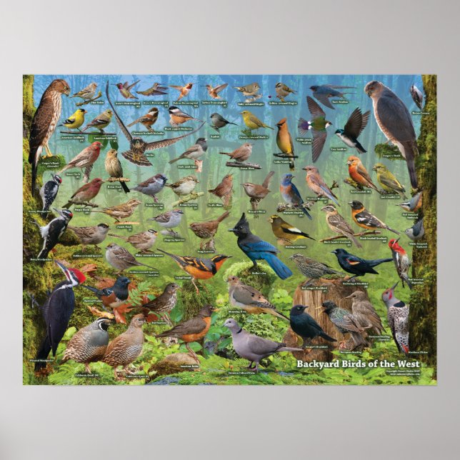Backyard Birds of the West Poster (Front)