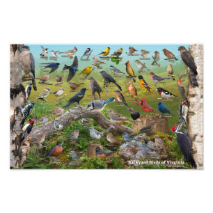 Backyard Birds of Virginia 17"x11" Photo Print