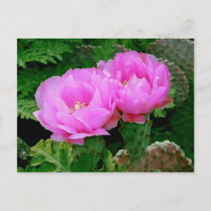 Backyard Blooms Postcard