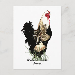 Backyard Chicken Farmer with Rooster Design Postcard