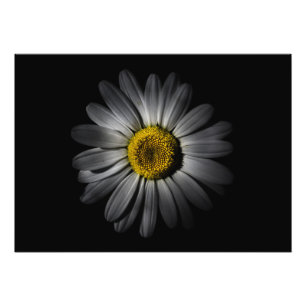 Backyard Flowers 52 Colour Version Photo Print