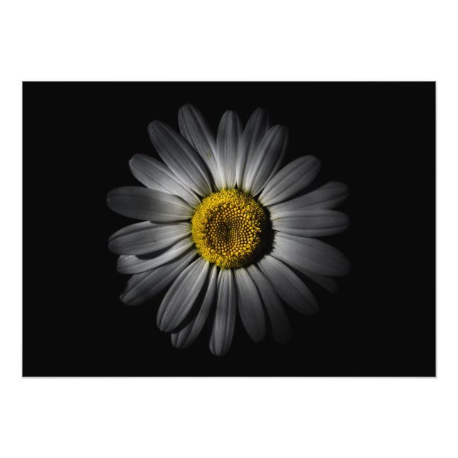 Backyard Flowers 52 Colour Version Photo Print (Front)