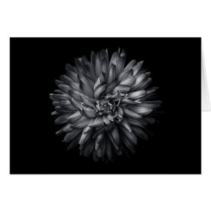 Backyard Flowers In Black And White 20
