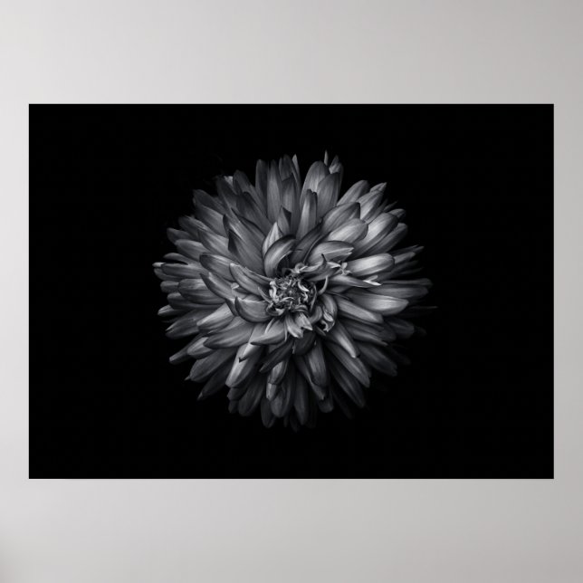 Backyard Flowers In Black And White 20 Poster (Front)
