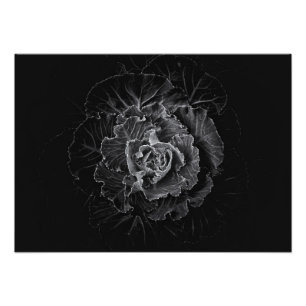 Backyard Flowers In Black And White No 100 Photo Print