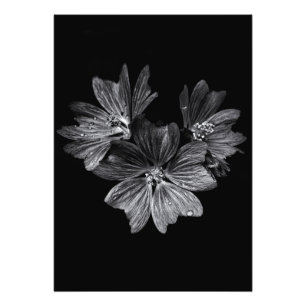 Backyard Flowers In Black And White No 11 Photo Print