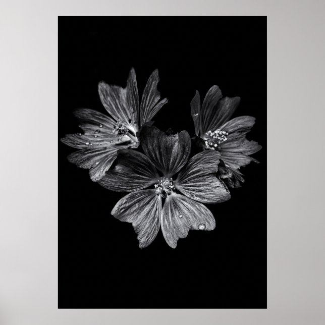 Backyard Flowers In Black And White No 11 Poster (Front)