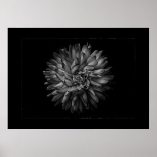 Backyard Flowers In Black And White No 20 Border Poster