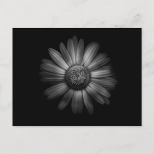 Backyard Flowers In Black And White No 31 Postcard