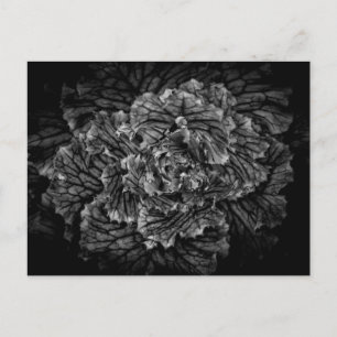 Backyard Flowers In Black And White No 42 Postcard