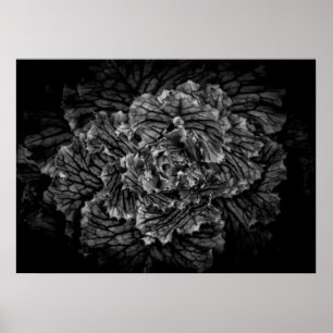 Backyard Flowers In Black And White No 42 Poster
