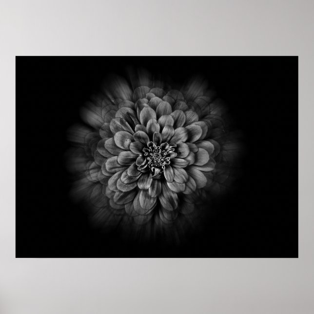 Backyard Flowers In Black And White No 54 Flow Poster (Front)