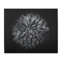 Backyard Flowers In Black And White No 68