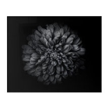 Backyard Flowers In Black And White No 68