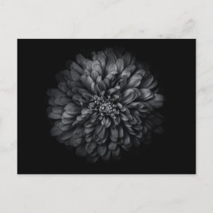 Backyard Flowers In Black And White No 68 Postcard