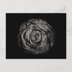 Backyard Flowers In Black And White No 72 Postcard