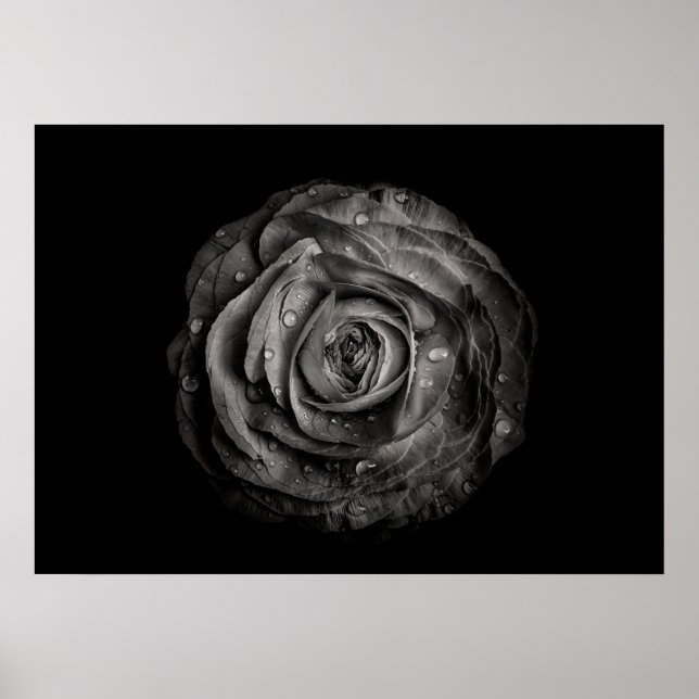 Backyard Flowers In Black And White No 72 Poster (Front)