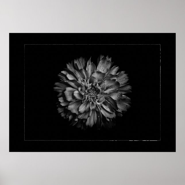Backyard Flowers In Black & White No 79 Border Poster (Front)
