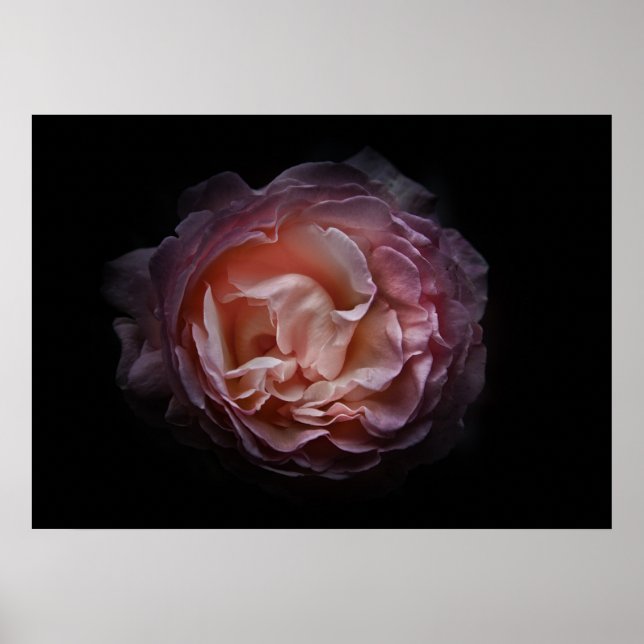 Backyard Flowers No 106 Colour Version Poster (Front)