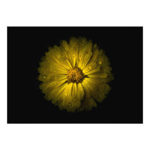 Backyard Flowers No 10 Colour Version Photo Print