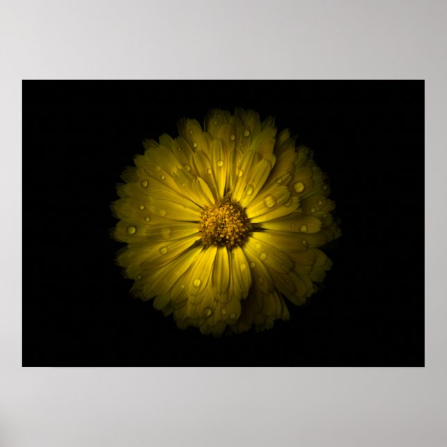 Backyard Flowers No 10 Colour Version Poster (Front)