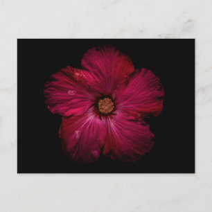 Backyard Flowers No 122 Color Version Postcard
