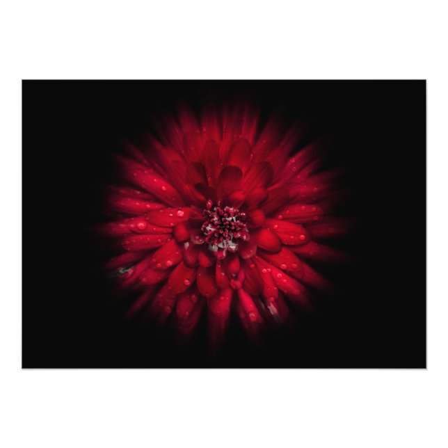 Backyard Flowers No 45 Colour Flow Version Photo Print (Front)