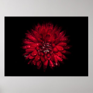 Backyard Flowers No 45 Colour Version Poster