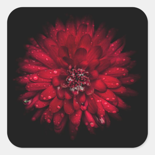 Backyard Flowers No 45 Colour Version Square Sticker (Front)