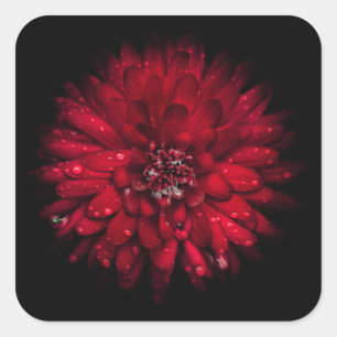 Backyard Flowers No 45 Colour Version Square Sticker