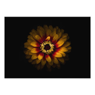 Backyard Flowers No 69 Colour Version Photo Print