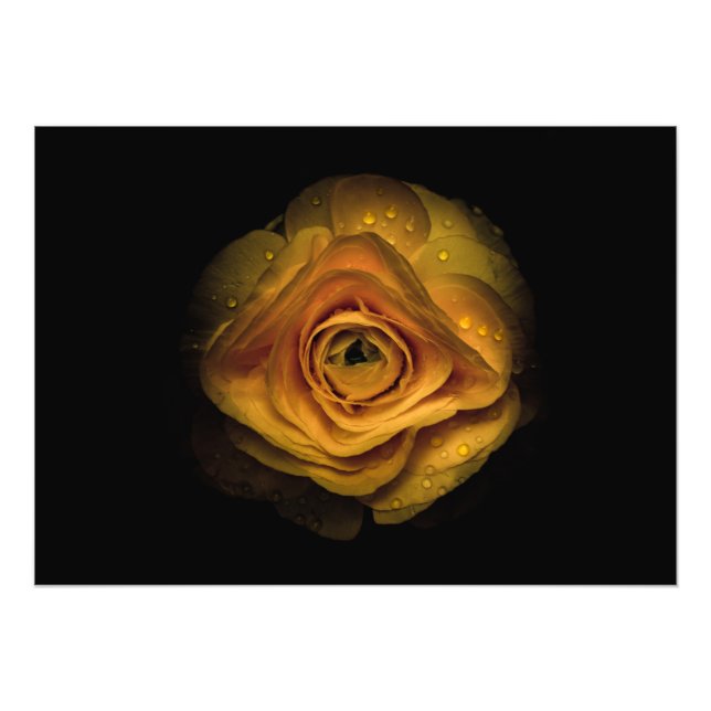 Backyard Flowers No 74 Colour Version Photo Print (Front)