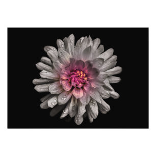Backyard Flowers No 91 Colour Version Photo Print