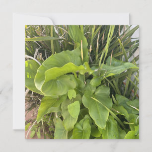 Backyard Garden Closeup Outdoor Nature Photo Card
