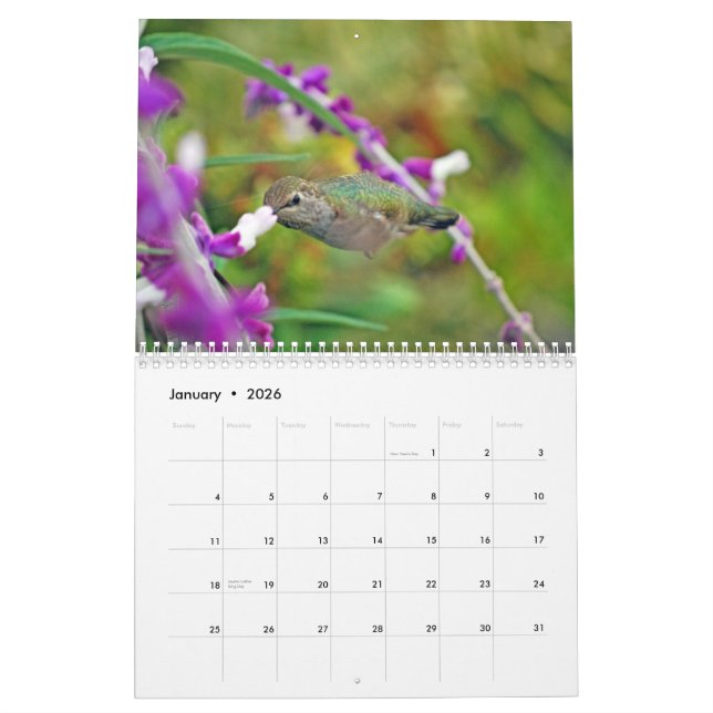 Backyard Hummingbird Calendar (Jan 2026)
