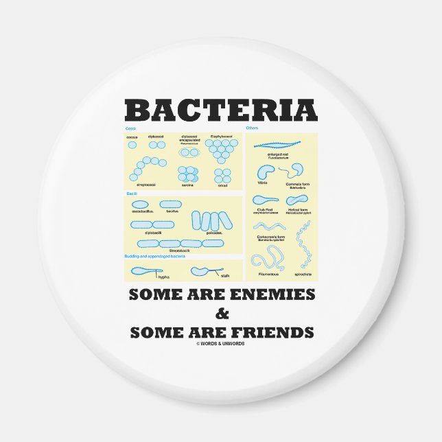 Bacteria Some Are Enemies & Some Are Friends Magnet (Front)