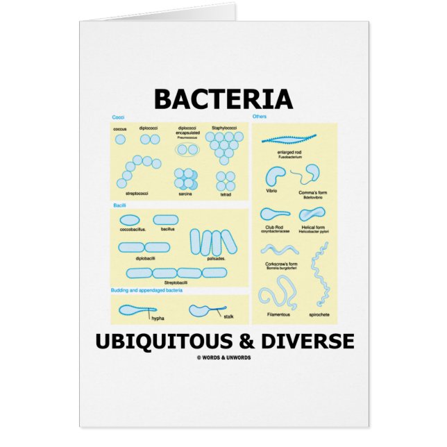 Bacteria Ubiquitous & Diverse (Shapes & Sizes) (Front)