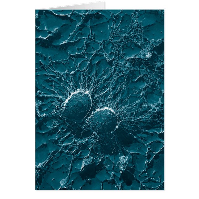 Bacterial cells of Staphylococcus Aureus Close Up (Front)